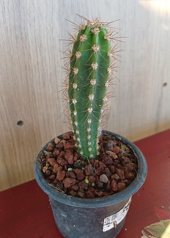 Sütun kaktus no34
