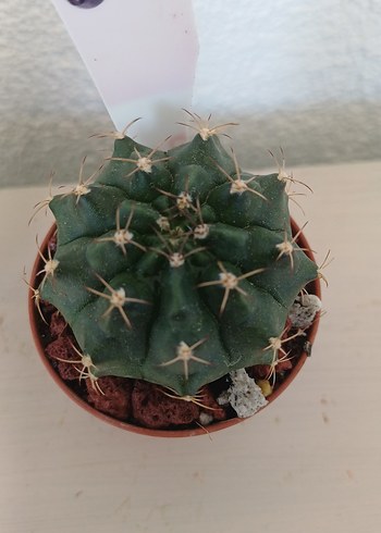 Kaktüs gymnocalycium no60