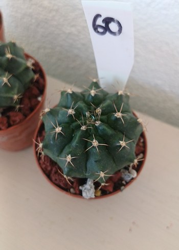  Beden kahverengi Renk Kaktüs gymnocalycium no60
