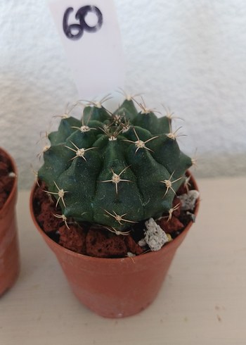 Çiçek Kaktüs gymnocalycium no60