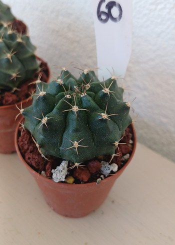  Beden Kaktüs gymnocalycium no60
