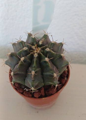 Gymnocalycium Kaktüs no 54