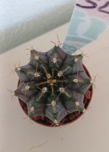  Beden çeşitli Renk Gymnocalycium Kaktüs no 54
