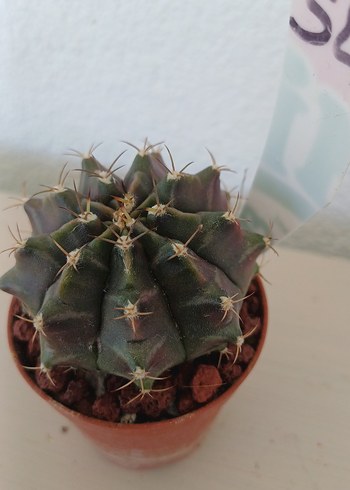  Beden Gymnocalycium Kaktüs no 54