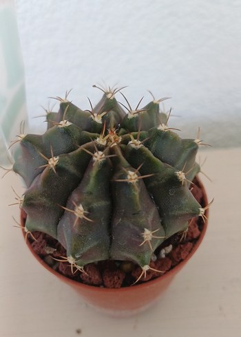 Çiçek Gymnocalycium Kaktüs no 54