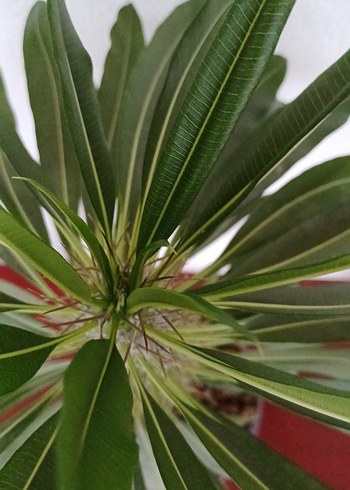 Madagaskar palmiyesi kaktüs no89