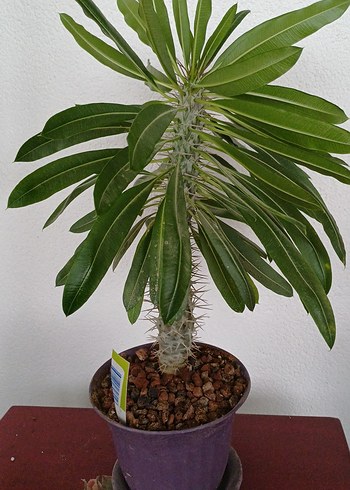  Beden Madagaskar palmiyesi kaktüs no89