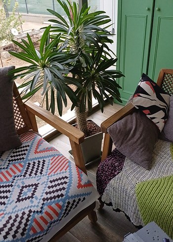 Çiçek Madagaskar palmiyesi kaktüs no89
