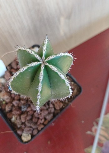 Beden Marginatus Sütun kaktus no 55