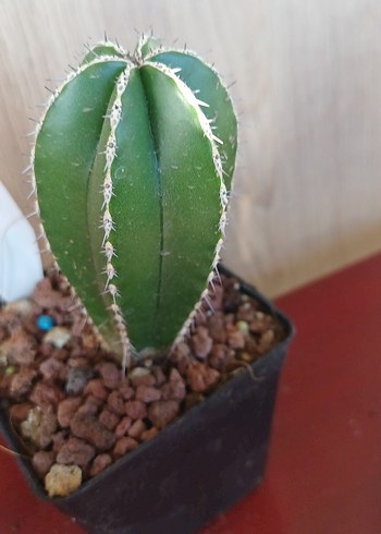 Çiçek Marginatus Sütun kaktus no 55