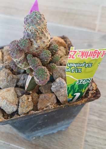Beden çeşitli Renk Sulcorebutia rauschi aşıda no99