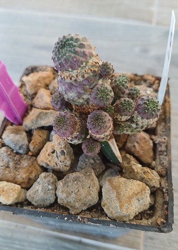 Beden Sulcorebutia rauschi aşıda no99