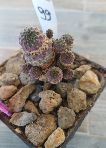 Çiçek Sulcorebutia rauschi aşıda no99