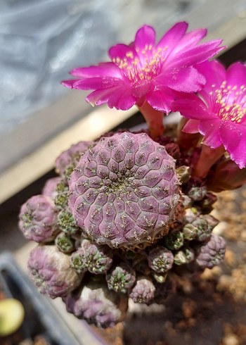 Sulcorebutia rauschi aşıda no99