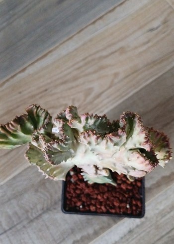 Euphorbia Lactea variagate cristata no23
