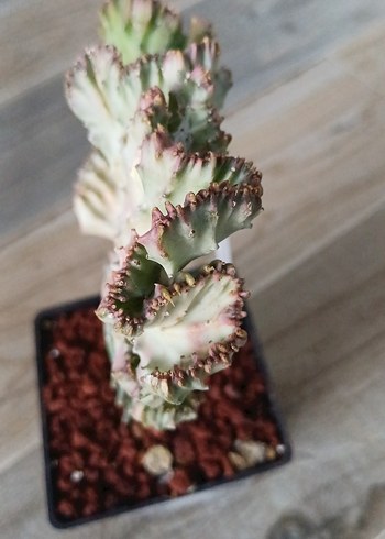 Beden Euphorbia Lactea variagate cristata no23