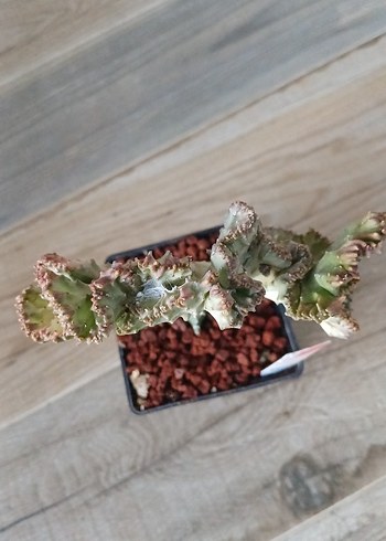 Çiçek Euphorbia Lactea variagate cristata no23