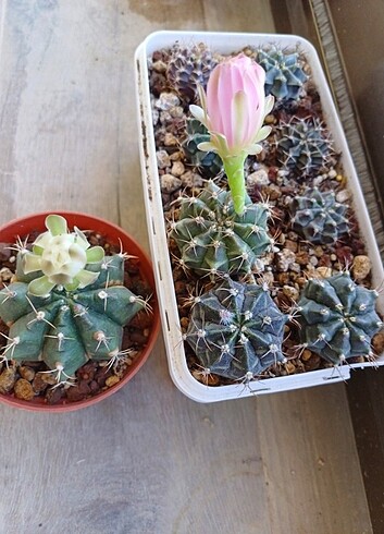 Beden Gymnocalycium kaktus
