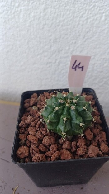  Kaktüs gymnocalycium tomurcuklu 