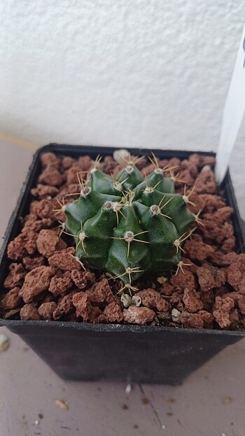  Beden Kaktüs gymnocalycium tomurcuklu 
