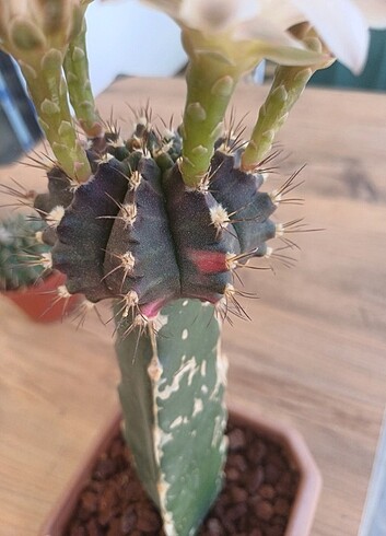  Gymnocalycium variagate aşılı çiçekli tomurcuklu 