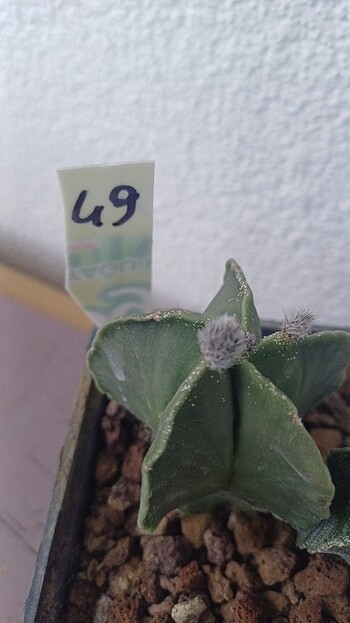 Kaktüs astrophytum myriostigma tomurcuklu 