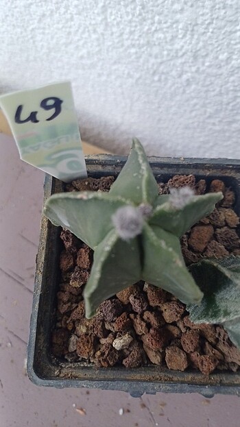  Kaktüs astrophytum myriostigma tomurcuklu 