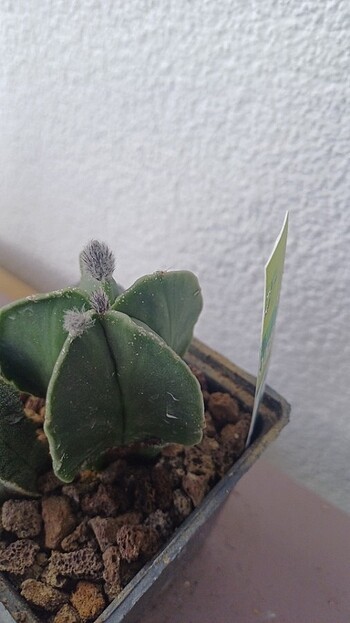 Beden Kaktüs astrophytum myriostigma tomurcuklu 