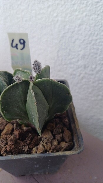  Beden Renk Kaktüs astrophytum myriostigma tomurcuklu 
