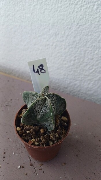  Kaktüs astrophytum myriostigma 