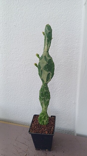 Kaktüs variagate