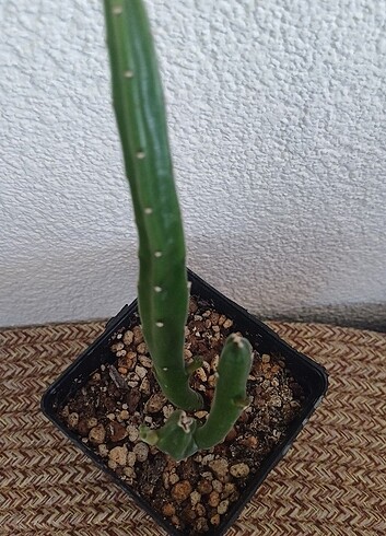  Beden Renk Stapelia leendertziae leş kaktus 