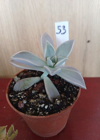  Beden Sukulent 8,5cm Saksıda no53