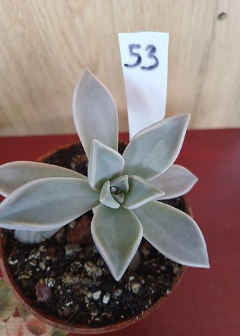 Çiçek Sukulent 8,5cm Saksıda no53