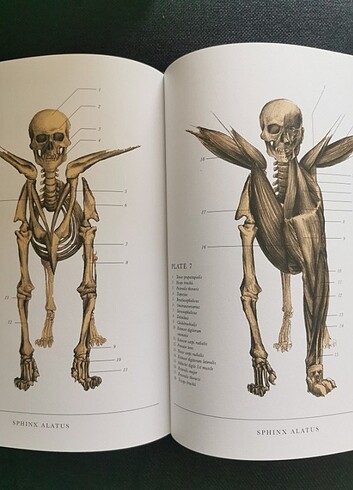  Beden The Resurrectionist