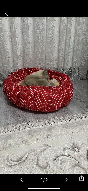 Kedi yatağı