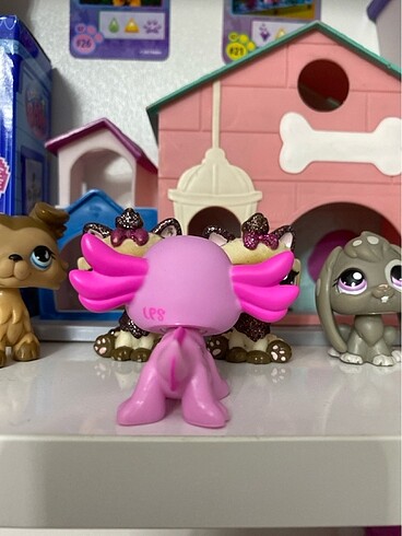  Beden axolotl miniş