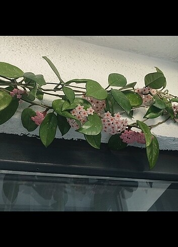 fiyat düştü ,? Hoya mum çiçeği görseldeki resimdeki gibi açmakta - Görsel 5