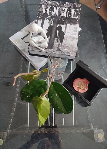 fiyat düştü ,? Hoya mum çiçeği görseldeki resimdeki gibi açmakta - Görsel 6