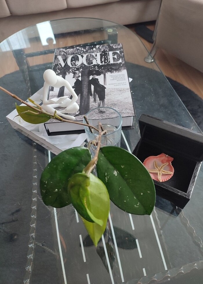 fiyat düştü ,? Hoya mum çiçeği görseldeki resimdeki gibi açmakta - Görsel 4