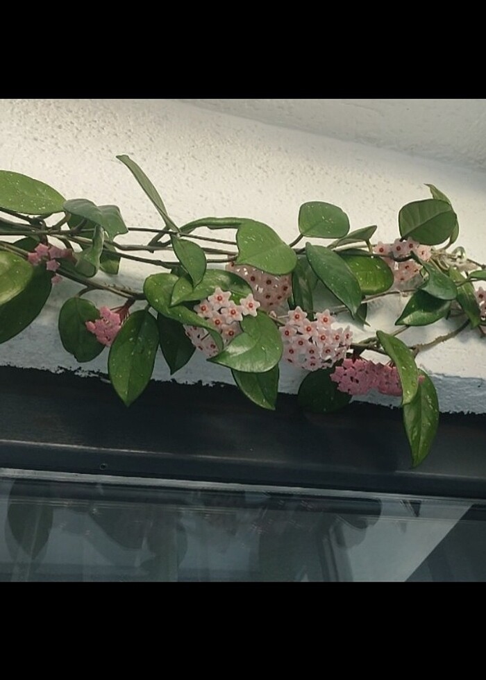 fiyat düştü ,? Hoya mum çiçeği görseldeki resimdeki gibi açmakta - Görsel 5