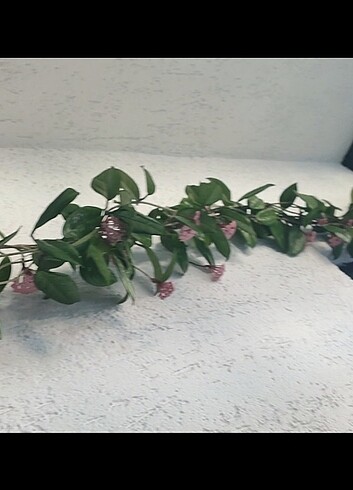 Fiyat düştü ? Hoya mum çiçeği görselde ki resimdeki gibi açmakta - Görsel 5