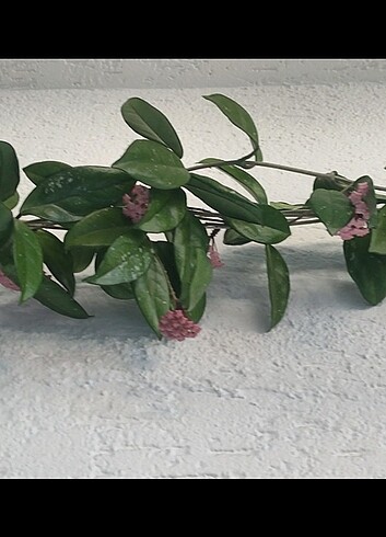 Fiyat düştü ? Hoya mum çiçeği görselde ki resimdeki gibi açmakta - Görsel 7