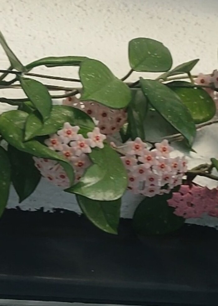 Fiyat düştü ? Hoya mum çiçeği görselde ki resimdeki gibi açmakta - Görsel 2