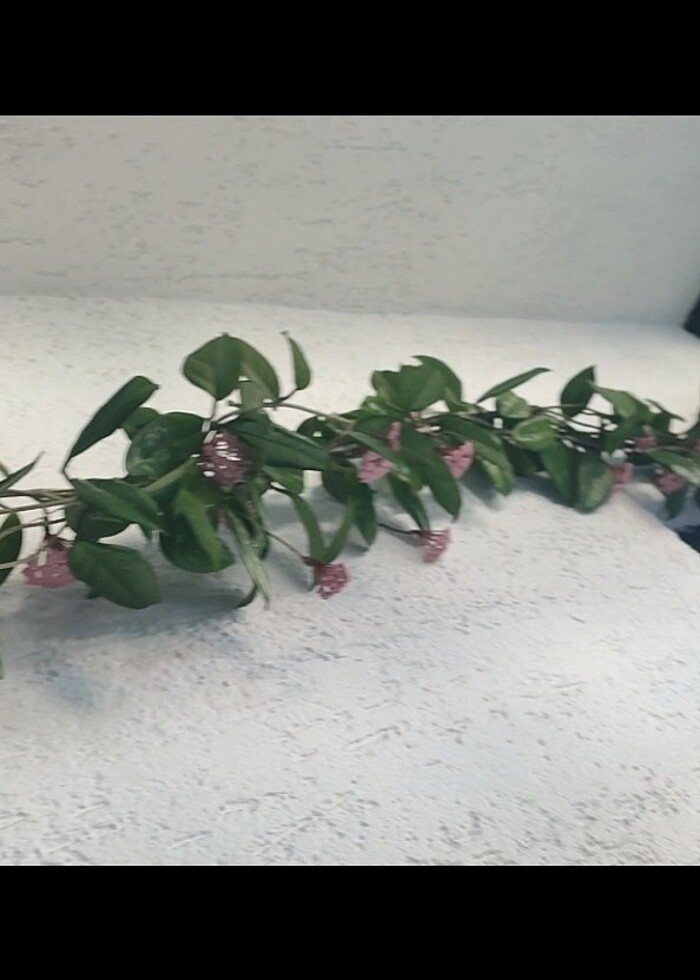 Fiyat düştü ? Hoya mum çiçeği görselde ki resimdeki gibi açmakta - Görsel 5