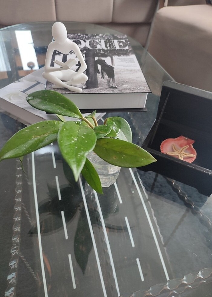 Fiyat düştü ? Hoya mum çiçeği görselde ki resimdeki gibi açmakta - Görsel 4