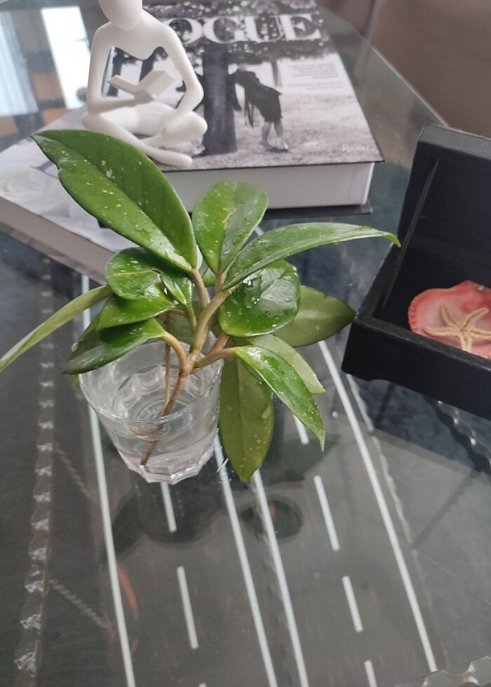 Fiyat düştü ? Hoya mum çiçeği görselde ki resimdeki gibi açmakta - Görsel 3