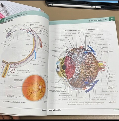  Beden İnsan anatomisi Atlası