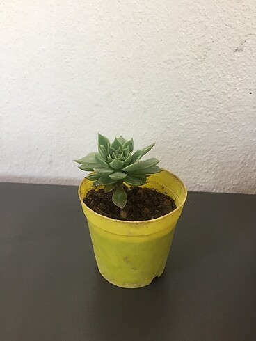 Echeveria Elegans(meksika kar topu) küçük kaktüs