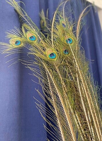 Tavus kuşu tügü - Görsel 2